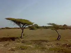 Acacia tortilis in Sharm-Dabna, Fujairah Emirate