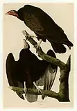 Turkey vulture(Cathartes aura)