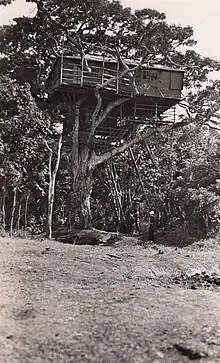 Treetops in 1935, in context