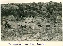 The view of the waterholes from Treetops, 1935