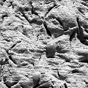 Figure 14. Close-up of sediment matrix with embedded hematite spherules at Eagle Crater. The central (partially embedded) spherule is 3.7 mm in diameter. The image covers an approximate 32 mm x 32 mm area. It was taken on Sol 29 (2004-02-24).