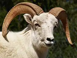 Dall Sheep (Ovis dalli)