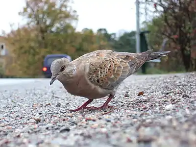 Juvenile in Nynäshamn, Sweden