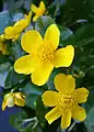 Caltheae:Caltha palustris