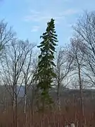 Mature tree