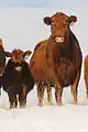 Red Angus cattle