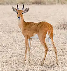 Reddish-brown bovid