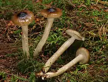 Hygrophorus olivaceoalbus