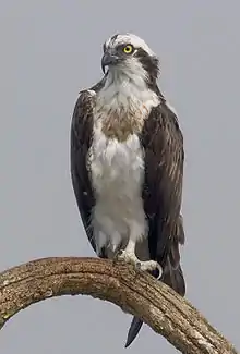 águila de mar (Pandion haliaetus)