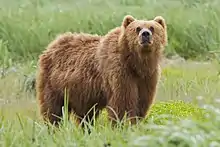 Brown bear in grass