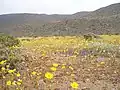 El Morro, Caldera, during the time of Desierto Florido (Spanish for blossoming desert).