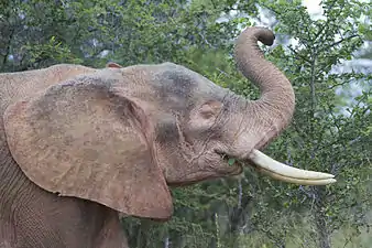 The so-called "white elephant" is revered in several countries in Southeast Asia and is naturally pinkish gray. They are actually albino elephants.