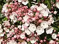 Kalmia latifolia in North Smithfield, Rhode Island