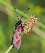 Female