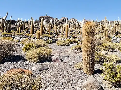 Leucostele atacamensis growing at Uyuni Salt Flat