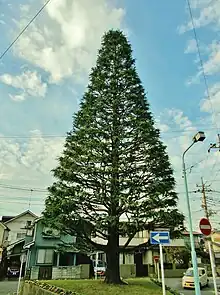 Street tree rising like a river island in the middle of a public road, Fujimino-city, Saitama, Japan.