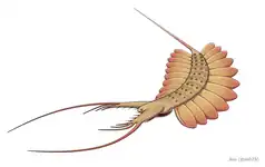 Kerygmachela  (Kerygmachelidae)