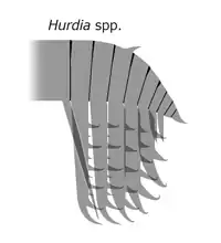 Hurdia frontal appendage