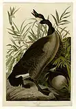 Canada goose(Branta canadensis)