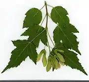 Leaf and fruit.