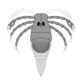 Megarachne was a large freshwater eurypterid from South America that was originally misidentified as a spider