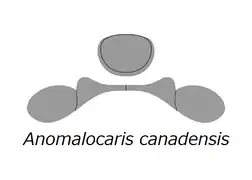 The head sclerite structure of Anomalocaris.