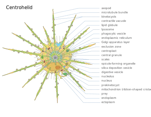 Diagram of a centrohelid cell.