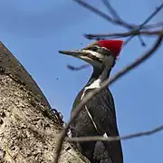 Female, Glastonbury, CT USA