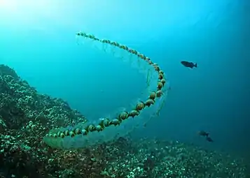 Salp chain