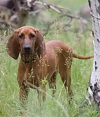 A female in the field