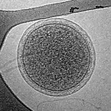 Cryo-EM image of an intact ARMAN cell from an Iron Mountain biofilm. Image width is 576 nm.