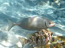 Siganus rivulatus Crete 2011