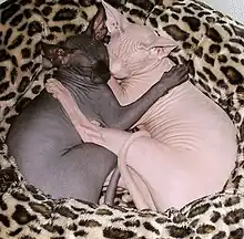 Two Sphynx females sleeping, black and white colors