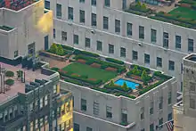 Flat rooftop with greenery and a small rectangular pool