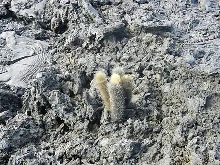 Colonizing bare lava