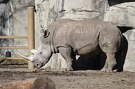 Rhinoceros.