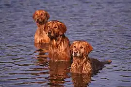 Dark Golden Retrievers