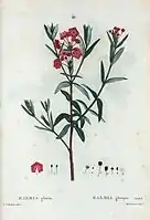 Kalmia glauca, by Pierre-Joseph Redouté (1759-1840)