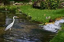 Cocoi heron hunting at Frei Leandro Lake