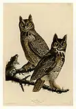 Great horned owl(Bubo virginianus)