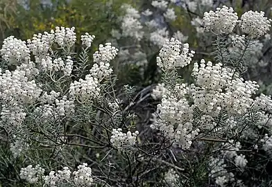 Lachnostachys eriobotrya