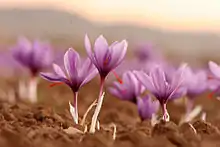 Saffron Farm, Torbat-e-Heydarieh, Razavi Khorasan, Iran