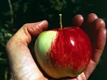 color photograph of a hand holding a red apple