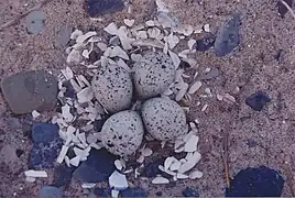 Nest of Charadrius melodus (piping plover) nest on a beach of Île de la Grande-Entrée (Village)