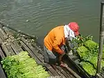 Freshly-harvested I. aquatica bundles being unloaded from rafts in the Philippines