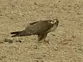 Same as previous; feeding on Indian spiny-tailed lizard (Saara hardwickii).