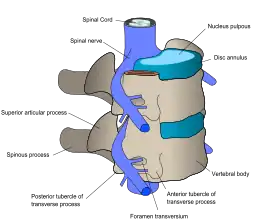 The nerve and bone components of the vertebrae