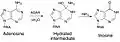 Adenosine conversion to Inosine via ADAR