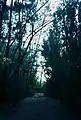 A bike path through Australian pines