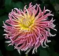 Dahlia 'Alfred Grille' (Cactus)